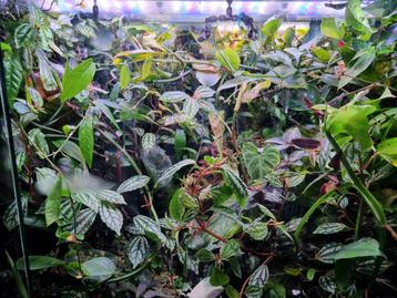 Tropische paludarium planten stekken beschikbaar voor biedingen