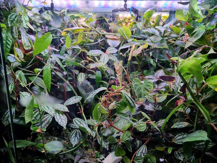 Tropische paludarium planten stekken, Dieren en Toebehoren, Reptielen en Amfibieën | Toebehoren, Nieuw, Terrarium of Paludarium