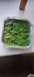 Mix van drijfplanten, Ophalen of Verzenden, Nieuw, Plant(en), Steen of Hout