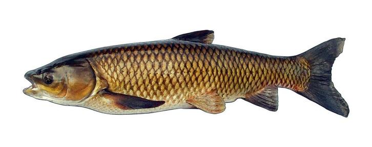 Graskarper - Graskarpers - ca 60 / 90 cm - Koidream Valburg, Dieren en Toebehoren, Vissen | Vijvervissen, Karper of Koi