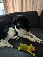 Friese stabij x labrador, Dieren en Toebehoren, CDV (hondenziekte), 15 weken tot 1 jaar, Reu, Eén hond