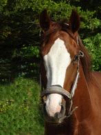 4 jarige onbeleerde Kyton merrie te koop, Merrie, Gechipt, Dressuurpaard, 3 tot 6 jaar