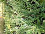 Vaste planten biologische gekweekt, Tuin en Terras, Planten | Tuinplanten, Ophalen of Verzenden, Vaste plant, Overige soorten