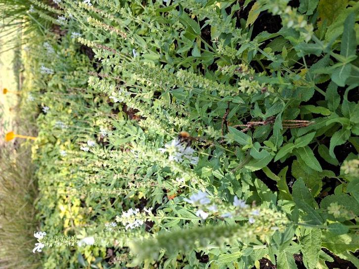 Vaste planten biologische gekweekt, Tuin en Terras, Planten | Tuinplanten, Vaste plant, Overige soorten, Ophalen of Verzenden