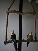 2 valkparkiet mannen, Dieren en Toebehoren, Vogels | Parkieten en Papegaaien, Meerdere dieren, Parkiet, Geringd