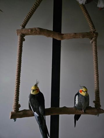 2 valkparkiet mannen beschikbaar voor biedingen