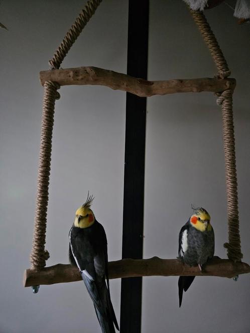 2 valkparkiet mannen, Dieren en Toebehoren, Vogels | Parkieten en Papegaaien, Parkiet, Meerdere dieren, Geringd