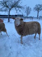 Fries melkschaap rammen zwoeger vrij, Vrouwelijk, Varken, 0 tot 2 jaar