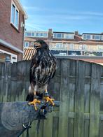 Woestijnbuizerd, Dieren en Toebehoren, Vogels | Overige Vogels, Vrouwelijk, Roofvogel, Geringd