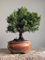 Juniperus Chinensis Kyusu 10 jaar, Bloeit niet, Halfschaduw, Minder dan 100 cm, Overige soorten