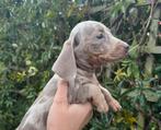 7 pups op avontuur, Dieren en Toebehoren, Rabiës (hondsdolheid), 8 tot 15 weken, Korthaar, Dwerg