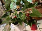 2x Anthurium plant met rode bloemen, Overige soorten, Vaste plant, Ophalen of Verzenden, Halfschaduw