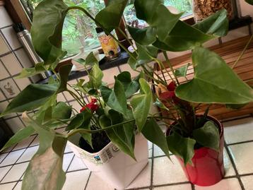 2x Anthurium plant met rode bloemen beschikbaar voor biedingen