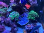 Prachtig gele Turbinaria (Schotelkoraal), Dieren en Toebehoren, Vissen | Aquariumvissen, Overige typen, Zoutwatervis