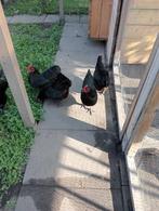 Australorp kriel zwart broedeieren, Dieren en Toebehoren, Pluimvee, Meerdere dieren, Kip