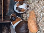 Te koop twee jonge cavia's, Dieren en Toebehoren, Augustus, Mannelijk, Cavia