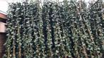 Volle Hedera hibernica 40-60 t/m 200/225 cm tot 10% staffel, Ophalen, Vaste plant, Bloeit niet, Halfschaduw