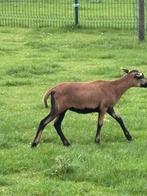 Barbados vrouwtje, Vrouwelijk, Schaap