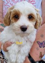 Leuke boomer pups, Dieren en Toebehoren, Nederland, CDV (hondenziekte), 8 tot 15 weken, Meerdere