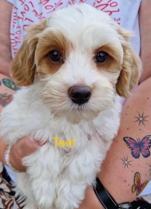 Leuke boomer pups, Dieren en Toebehoren, Honden | Niet-rashonden, Klein, Meerdere dieren, Fokker | Professioneel, Meerdere, Nederland