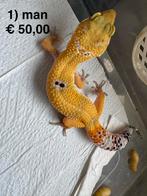 Luipaardgekkos nakweek 2025, Dieren en Toebehoren, Reptielen en Amfibieën, Amfibie, 0 tot 2 jaar