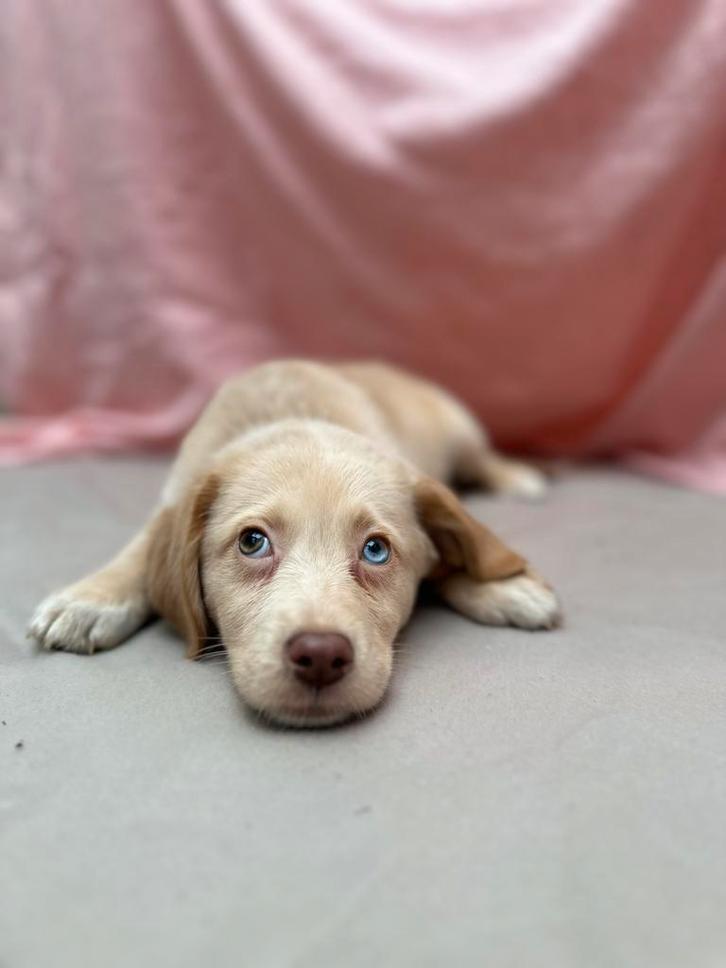 Aussiedor pups beschikbaar, Dieren en Toebehoren, Honden | Retrievers, Spaniëls en Waterhonden, Meerdere dieren, Overige rassen