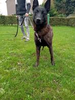 herder, Rabiës (hondsdolheid), Reu, 1 tot 2 jaar, Eén hond