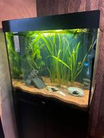 Complete verwarmde zoetwater aquarium, Ophalen, Gevuld zoetwateraquarium