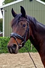 Veelbelovende dressuurmerrie Desperado x Sandreo, Dieren en Toebehoren, Paarden, Merrie, Met stamboom, Dressuurpaard, Zadelmak