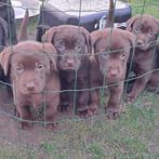Te Koop LABRADOR pups bruin en zwarte reutjes, Dieren en Toebehoren, Honden | Retrievers, Spaniëls en Waterhonden, Particulier