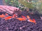 Neocaridina Sunbust Koi garnalen, Dieren en Toebehoren, Vissen | Aquariumvissen, Kreeft, Krab of Garnaal