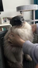 Batman Katten Masker, Dieren en Toebehoren, Verzenden, Nieuw