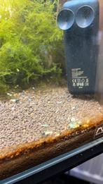 Pinto caridina garnalen, Dieren en Toebehoren, Kreeft, Krab of Garnaal