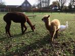 Alpaca hengstveulen geb 6 juli 2025, Dieren en Toebehoren, Juli, Mannelijk