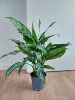 Aglaonema Maria - Chinese Evergreen H: 58 cm., Huis en Inrichting, Kamerplanten, Ophalen, Overige soorten, Halfschaduw, Minder dan 100 cm