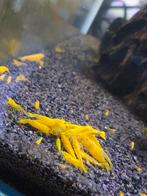 High grade citroen Garnaal, Dieren en Toebehoren, Vissen | Aquariumvissen, Kreeft, Krab of Garnaal