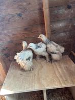 Mooi trio brahma kippen te koop, Meerdere dieren, Kip