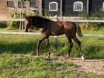 Hengstveulen Dressuur Secret Lover x In Style x Bordeaux, Dieren en Toebehoren, Paarden, Dressuurpaard, 0 tot 2 jaar, Hengst, Gechipt