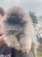 Dwergkees pomeriaan pup, Dieren en Toebehoren, Parvo, Keeshond, 8 tot 15 weken, Teef