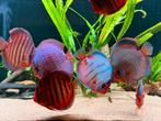 Diverse top kwaliteit discussen, Dieren en Toebehoren, Vissen | Aquariumvissen, Vis