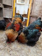 Kippen hanen prachtige lieve hanen zoeken nieuw huis., Dieren en Toebehoren, Pluimvee, Mannelijk, Kip