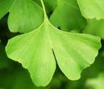 3 Ginkgo biloba Chinese tempelboom mooi fel gele herfstkleur, Overige soorten, Volle zon, Vaste plant, Ophalen of Verzenden