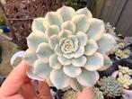 Echeveria Minima Variegata/pot 7cm/vetplant/succulent, Huis en Inrichting, Ophalen of Verzenden, Halfschaduw, Minder dan 100 cm