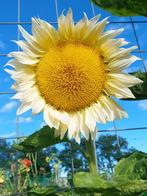 Meer dan 80 soorten zonnebloemen bij de Zonnebloemenshop!, Tuin en Terras, Bloembollen en Zaden, Ophalen of Verzenden
