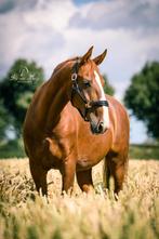 Lieve recreatie en fokmerrie aangeboden, Merrie, M, Ontwormd, 11 jaar of ouder