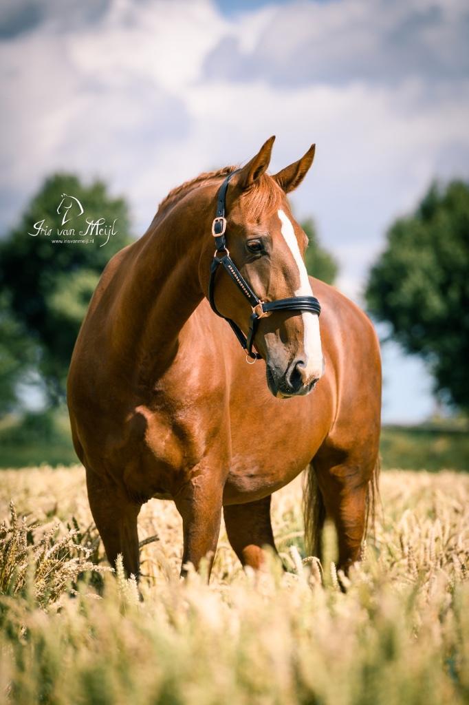 Lieve recreatie en fokmerrie aangeboden, Dieren en Toebehoren, Paarden, Merrie, M, 165 tot 170 cm, 11 jaar of ouder, Recreatiepaard