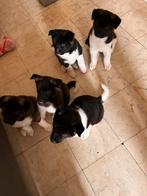 Te koop: 5 amerikaanse akita inu pups, Dieren en Toebehoren, Honden | Poolhonden, Keeshonden en Oertypen, België, Particulier