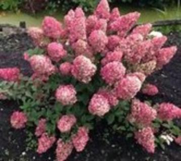 Hydrangea pan. Sundae Fraise 40/50 in 3 liter pot met foto beschikbaar voor biedingen