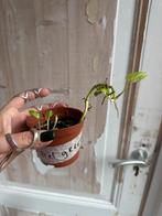 Epipremnum Global Green Stek, Ophalen of Verzenden