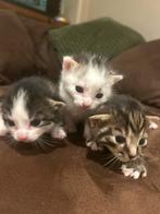 3 lieve poesjes te reserveren, Dieren en Toebehoren, Poes, Kortharig, 0 tot 2 jaar